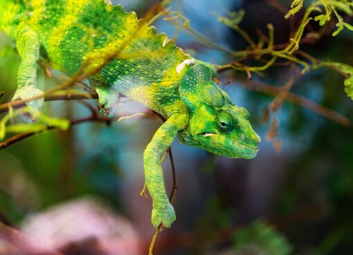 Photo Chameleon, camouflage