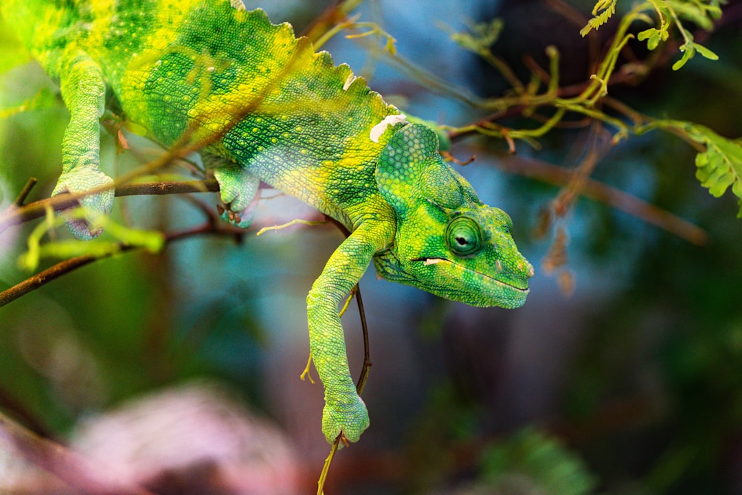 Photo Chameleon, camouflage