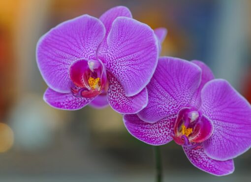 Photo orchid, flower