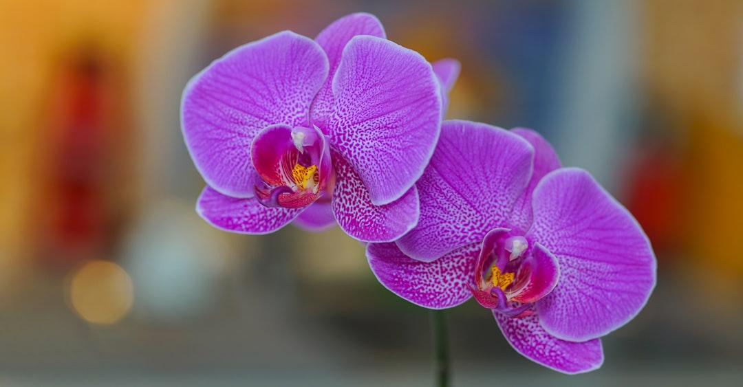 Photo orchid, flower